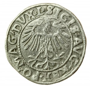 Sigismund II. Augustus, Halbpfennig 1557, Wilna, L / LITVA (725)