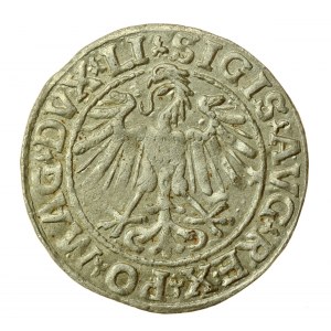 Zygmunt II August, Półgrosz 1548, Wilno - LI/LITVA (727)
