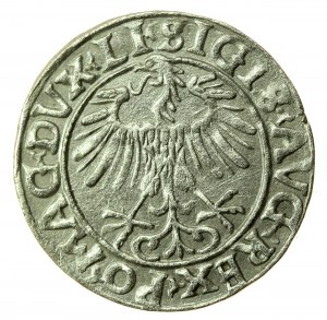 Sigismond II Auguste, demi-penny 1556 Vilnius, LI/LITVA (735)