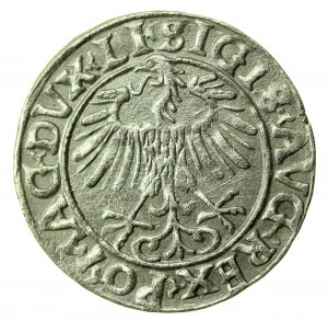 Sigismund II Augustus, Half-penny 1556 Vilnius, LI/LITVA (735)