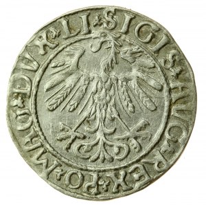 Sigismund II Augustus, Half-penny 1558, Vilnius - LI/LITVA (737)