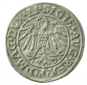 Sigismondo II Augusto, mezzo penny 1547, Vilnius - LI/LITVA (739)