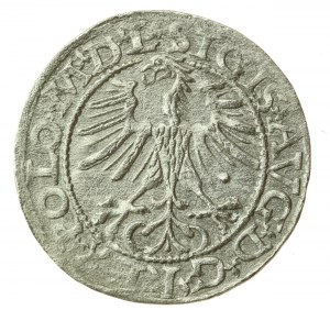 Zikmund II August, půlgroše 1564, Vilnius - L/LITVA (742)