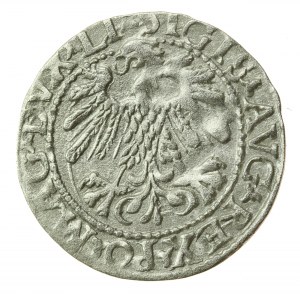 Žigmund II August, polgroš 1559, Vilnius - LI/LITVA (743)