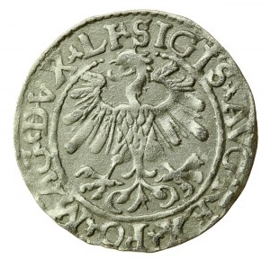 Sigismund II Augustus, Half-penny 1559, Vilnius - LI/LITVA (748)