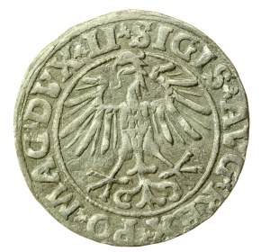 Sigismund II Augustus, Halbpfennig 1551, Wilna - LI/LITVA (751)