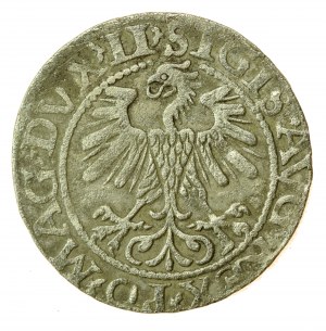Sigismund II. Augustus, halber Pfennig 1560, Vilnius -LI/LITV (753)