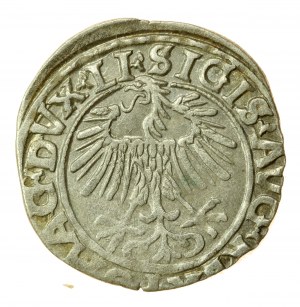 Sigismund II Augustus, Halbpfennig 1556 Wilna, LI/LITVA (766)