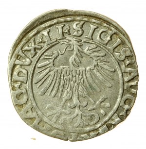 Zikmund II August, půlpenny 1556 Vilnius, LI/LITVA (766)