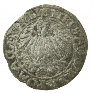 Sigismondo II Augusto, mezzo penny 1557, Vilnius. Raro (774)