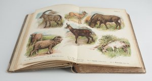 Botanický a zoologický atlas [konec 19. a začátek 20. století].