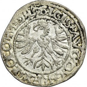 Sigismund II August, 1/2 Groschen Tykocin 1566 - VERY RARE