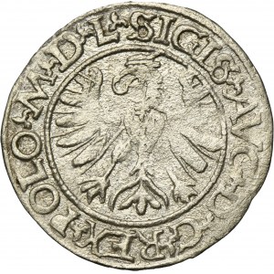 Sigismund II August, 1/2 Groschen Tykocin 1566 - RARE