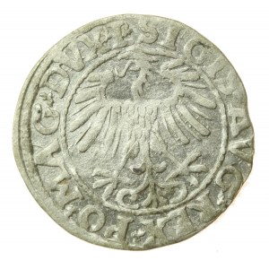 Zygmunt II August, Półgrosz 1557, Wilno - L/LITVA (840)