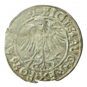 Zygmunt II August, Półgrosz 1557, Wilno, L/LITVA (707)