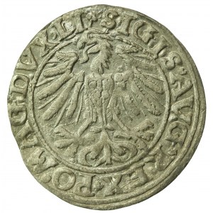 Zygmunt II August, Półgrosz 1557, Wilno - trójlistki - Behm (761)