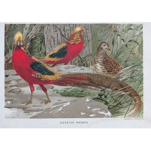 GOLDEN PHEASANT