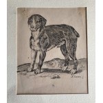 Agostino Carracci (1557-1602) A standing dog facing left. [ca.1582-85]