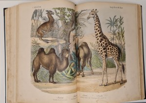 KOLB - NATURGESCHICHTE DES THIERREICHS Natural history of the animal kingdom 80 color plates with 50 sheets and 144 woodcuts