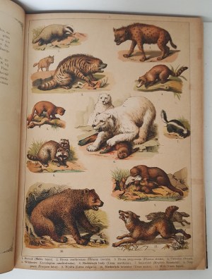 DYGASIŃSKI Adolf - NATURAL HISTORY IN IMAGES ZOOLOGY IN 250 COLORED IMAGES Wyd.1891