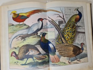 NATURGESCHICHTE DES THIERREICHS Natural History of Animals III Parts; Part I: Mammals, Part II: Birds, Part III: Amphibians, Fish, Molluscs, and Crustaceans, Insects, Worms