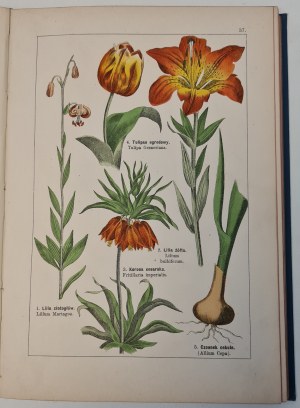 WILKOMM Maurycy - ATLANTE DELLO STATO DELLE PIANTE 124 tavole a colori con 700 disegni di piante e 165 xilografie Wyd.1900