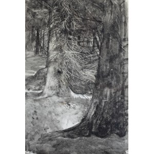 Leon Wyczółkowski (1852 Huta Miastkowska near Kielce - 1936 Warsaw), Old Spruce Tree