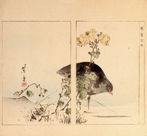 Watanabe Seitei (1851-1918), Kokoszka (kurka wodna), Tokio, 1890