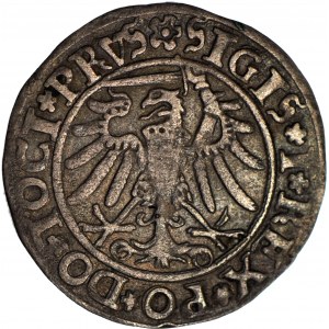 Sigismund I the Old, 1534 penny, Elblag, ELBINK, PRVS