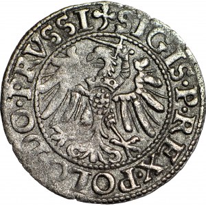 Žigmund I. Starý, Elbląg 1539