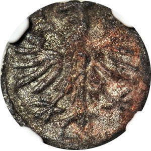 R-, Žigmund I. Starý, denár s ružou, mincovňa, T7, R3