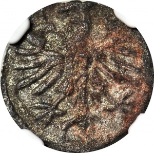 R-, Sigismund I the Old, Denarius with rose, mint, T7, R3