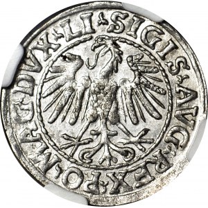 Sigismund II. Augustus, Halbpfennig 1547, Wilna, LI/LITVA, geprägt
