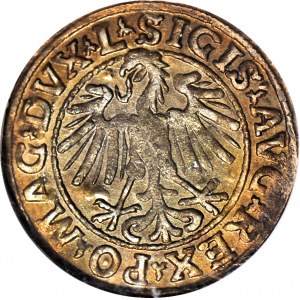 RR-, Sigismund II Augustus, Halbpfennig 1547, Vilnius, L/LITVA, postfrisch und sehr selten