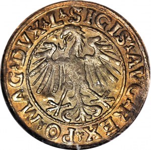 RR-, Zygmunt II August, Półgrosz 1547, Wilno, L/LITVA, menniczy i b. rzadki