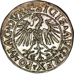 Sigismund II. Augustus, Halbpfennig 1547, Wilna, schön