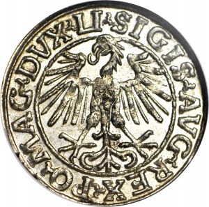 Zikmund II Augustus, půlpenny 1548, Vilnius, LI/LITVA, raženo