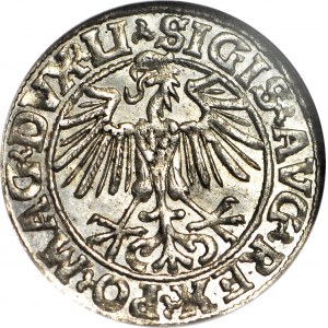 Sigismund II. Augustus, Halbpfennig 1549, Wilna, geprägt