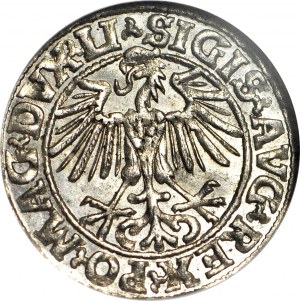 Sigismund II. Augustus, Halbpfennig 1549, Wilna, geprägt