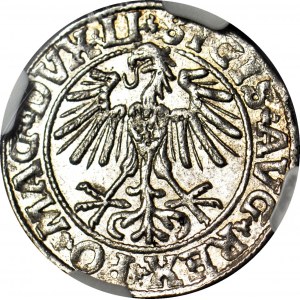 Sigismund II. Augustus, Halbpfennig 1550, Wilna, geprägt