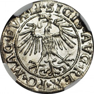 Sigismund II Augustus, Half-penny 1550, Vilnius, minted