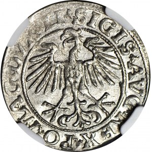 Sigismund II. Augustus, Halbpfennig 1551, Wilna, geprägt