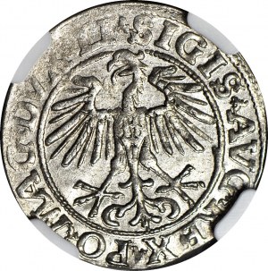 Zygmunt II August, Półgrosz 1551, Wilno, menniczy