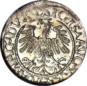 Sigismondo II Augusto, mezzo penny 1559, Vilnius, L/LITV, magnifico