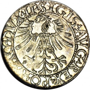 Sigismund II. Augustus, Halbpfennig 1562, Wilna, geprägt