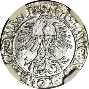 Sigismund II. Augustus, Halbpfennig 1562, Wilna, geprägt