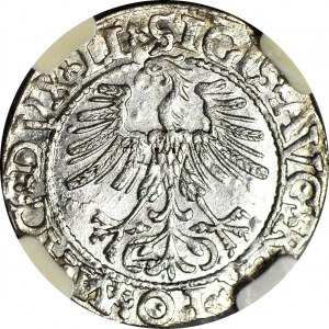 Zygmunt II August, Półgrosz 1562, Wilno, menniczy
