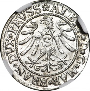 Lenne Prusy Książęce, Albrecht Hohenzollern, Grosz 1532, Królewiec, WYŚMIENITY
