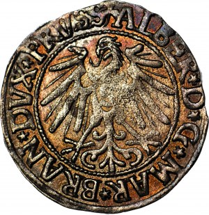 Duchy of Prussia, Albrecht Hohenzollern, Penny 1546, Königsberg