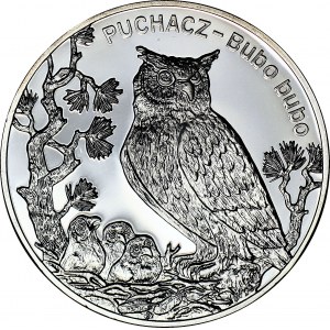 20 gold 2005, Puchacz